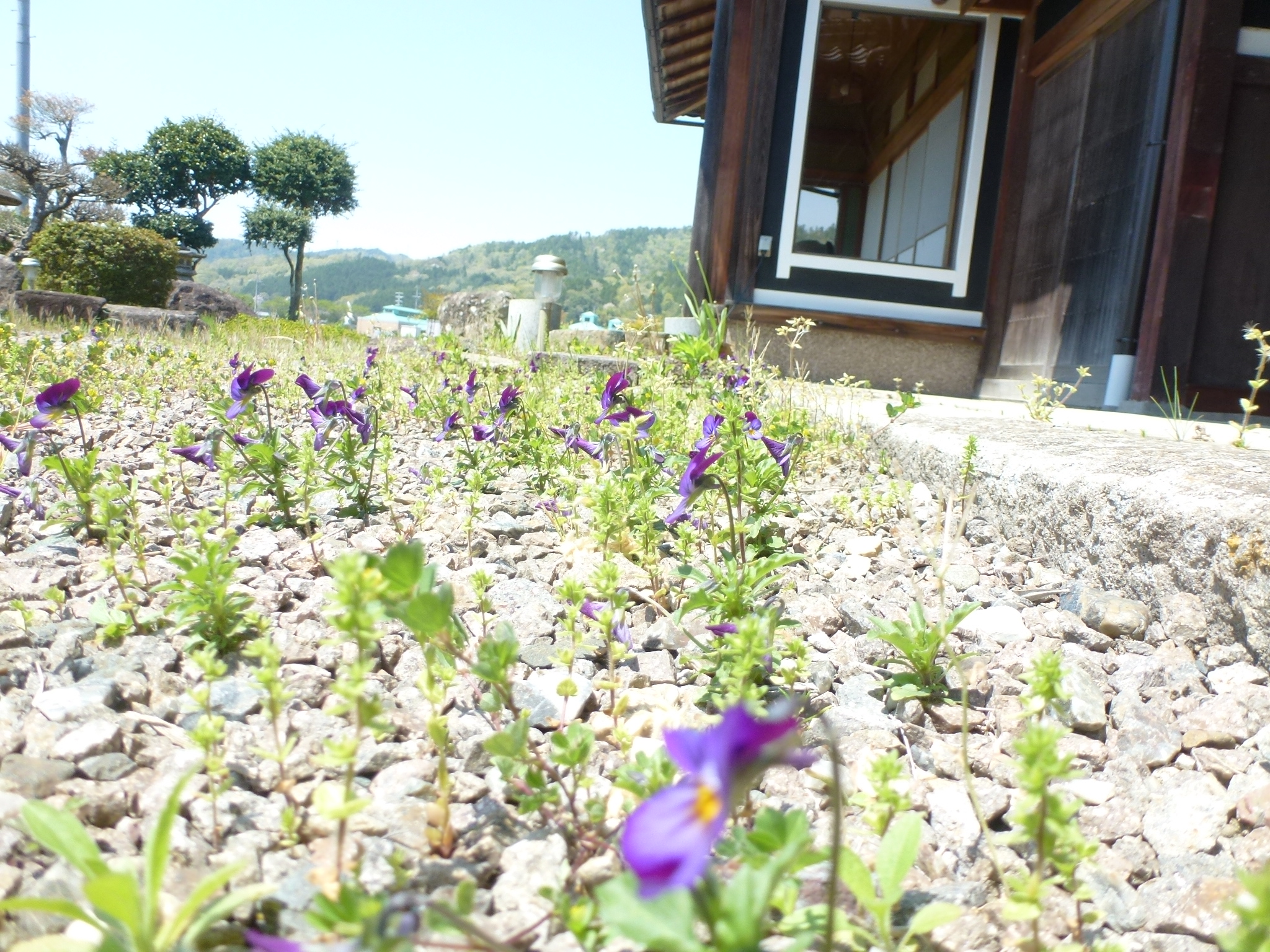 P1100722.JPG