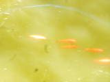 img0001.jpg