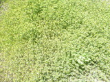 img0005.jpg