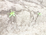 img0024.jpg
