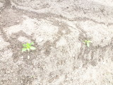 img0025.jpg