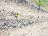 img0007.jpg