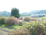 img0006.jpg