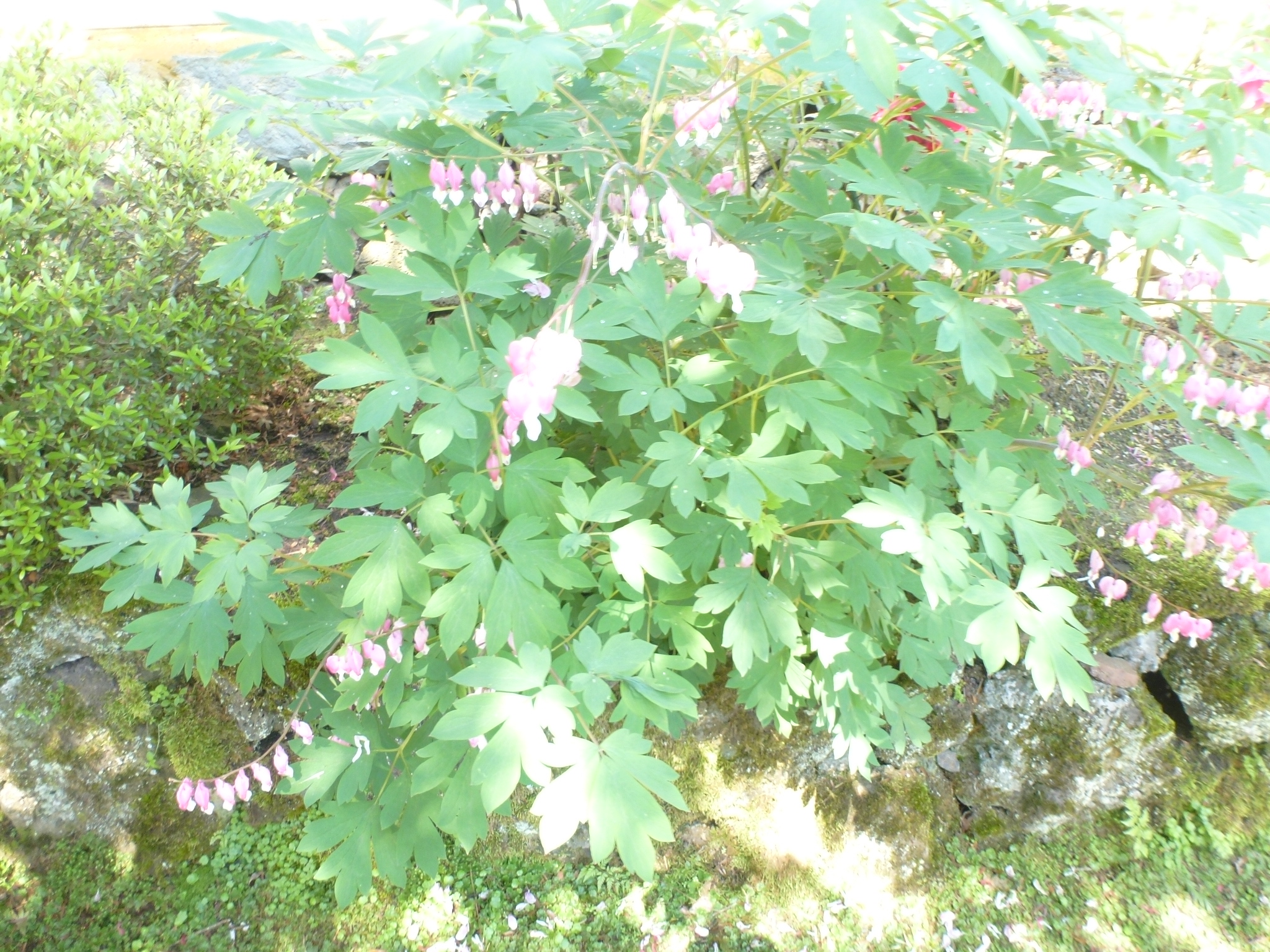 P1100956.JPG