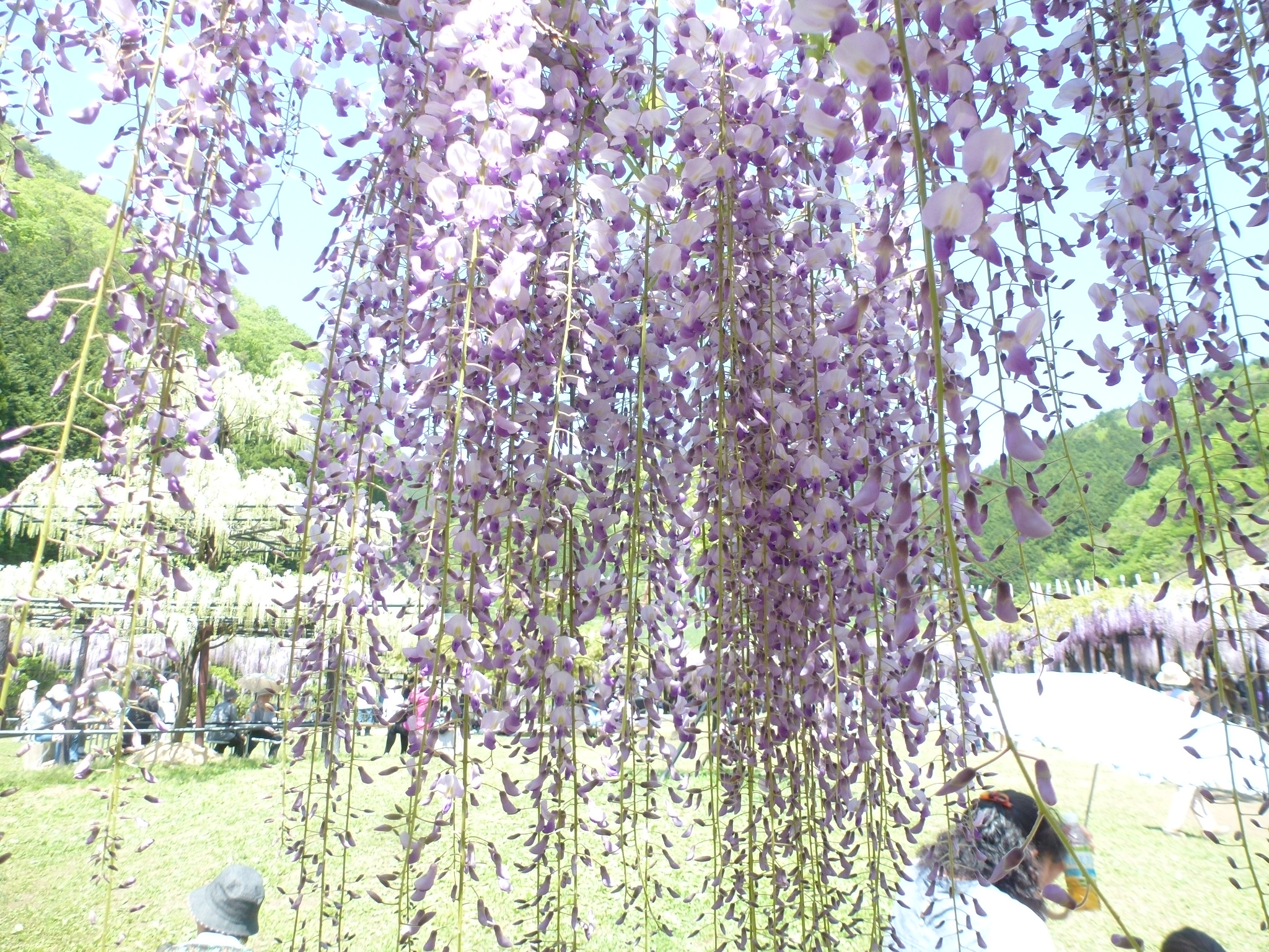 P1110024.JPG