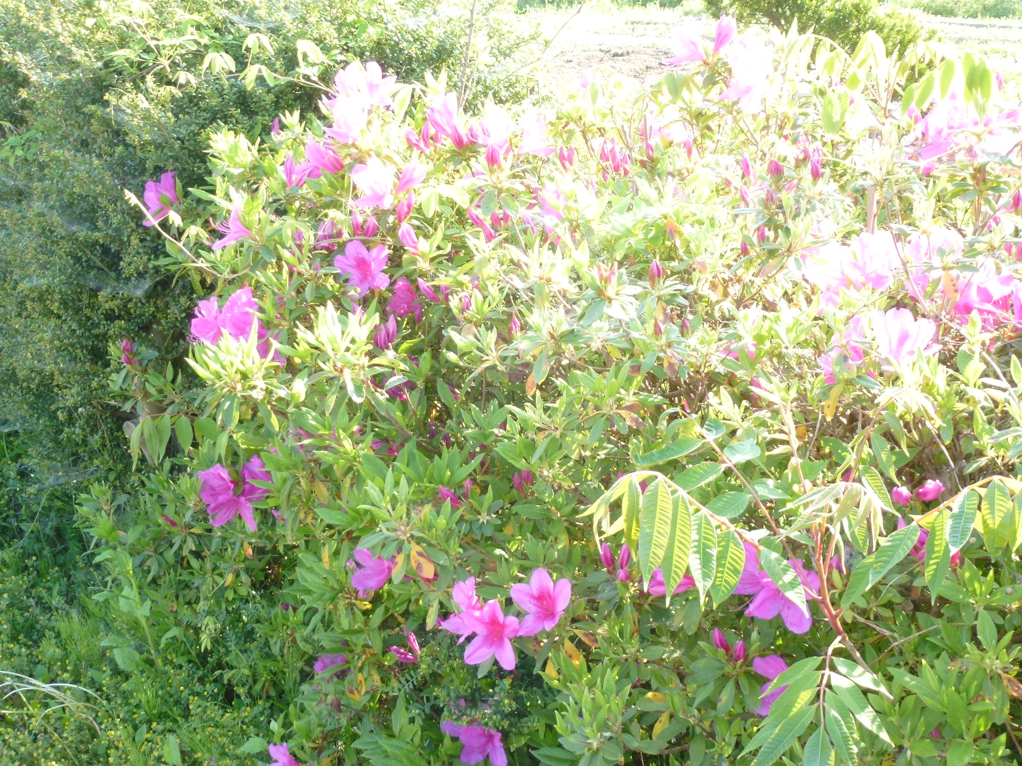 P1110042.JPG