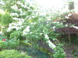 img0004.jpg
