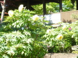img0016.jpg
