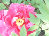 img0018.jpg