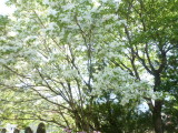 img0051.jpg
