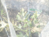 img0074.jpg