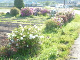 img0079.jpg