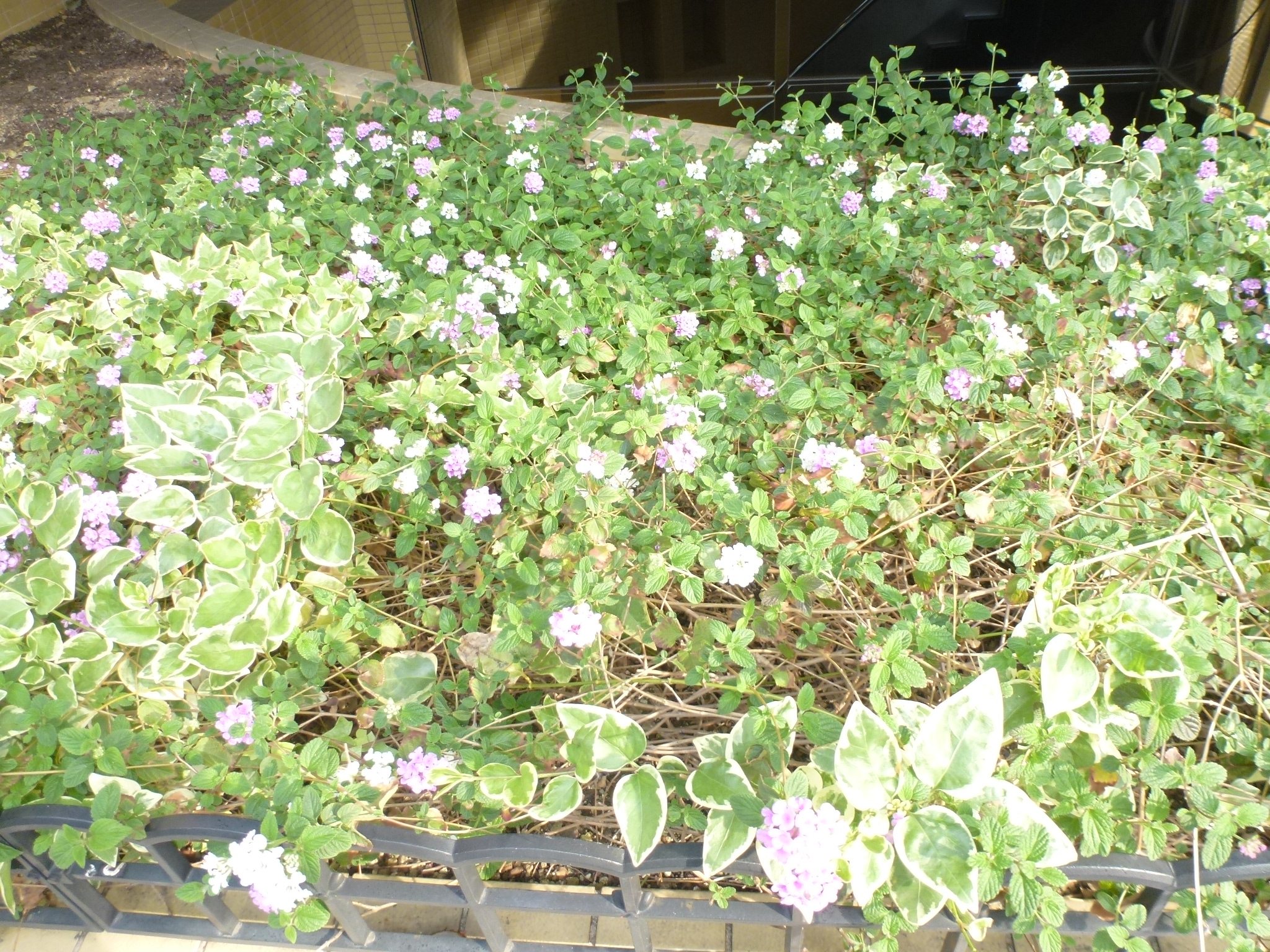 P1110049.JPG