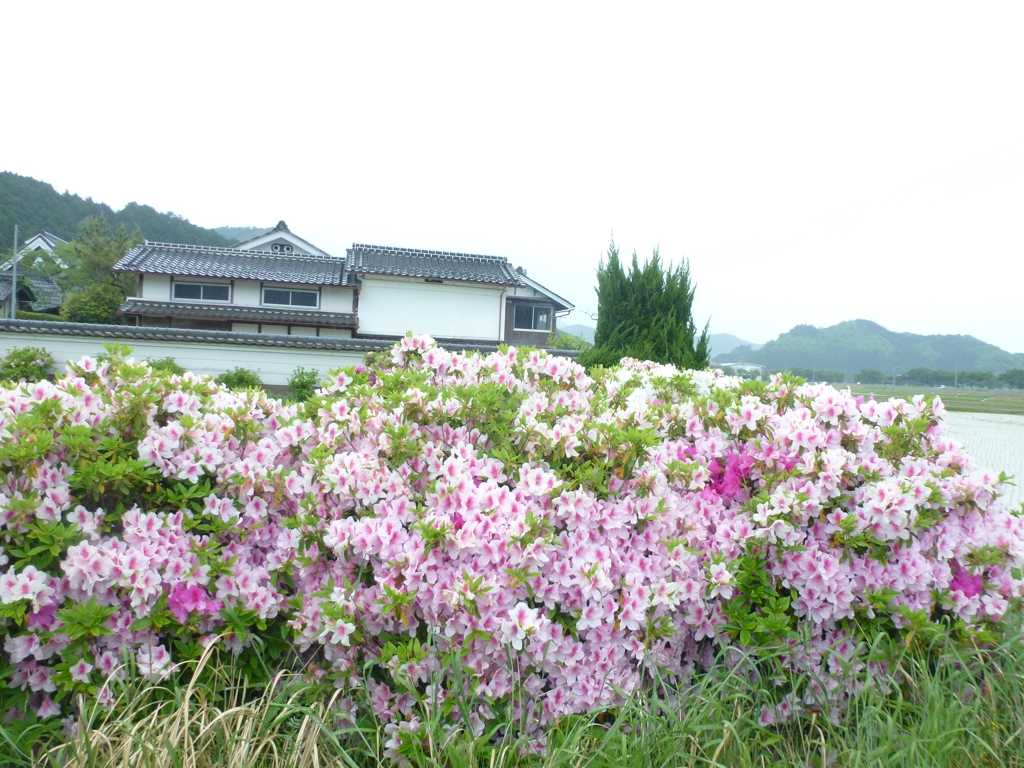 P1110067.JPG