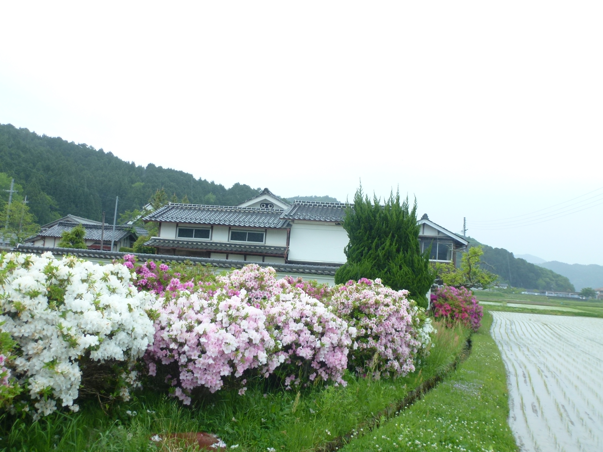 P1110068.JPG