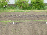 img0009.jpg