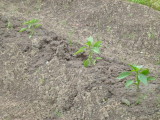 img0013.jpg