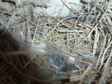 img0000.jpg
