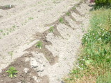 img0003.jpg