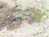 img0006.jpg