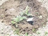 img0008.jpg