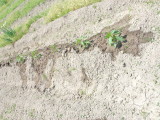 img0009.jpg