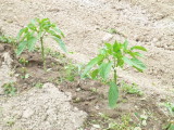 img0002.jpg