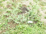 img0003.jpg