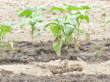img0006.jpg