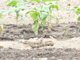 img0007.jpg