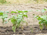 img0008.jpg