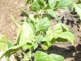 img0003.jpg