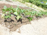 img0004.jpg