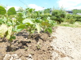 img0006.jpg
