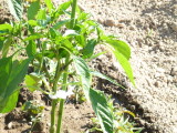 img0009.jpg