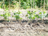 img0011.jpg