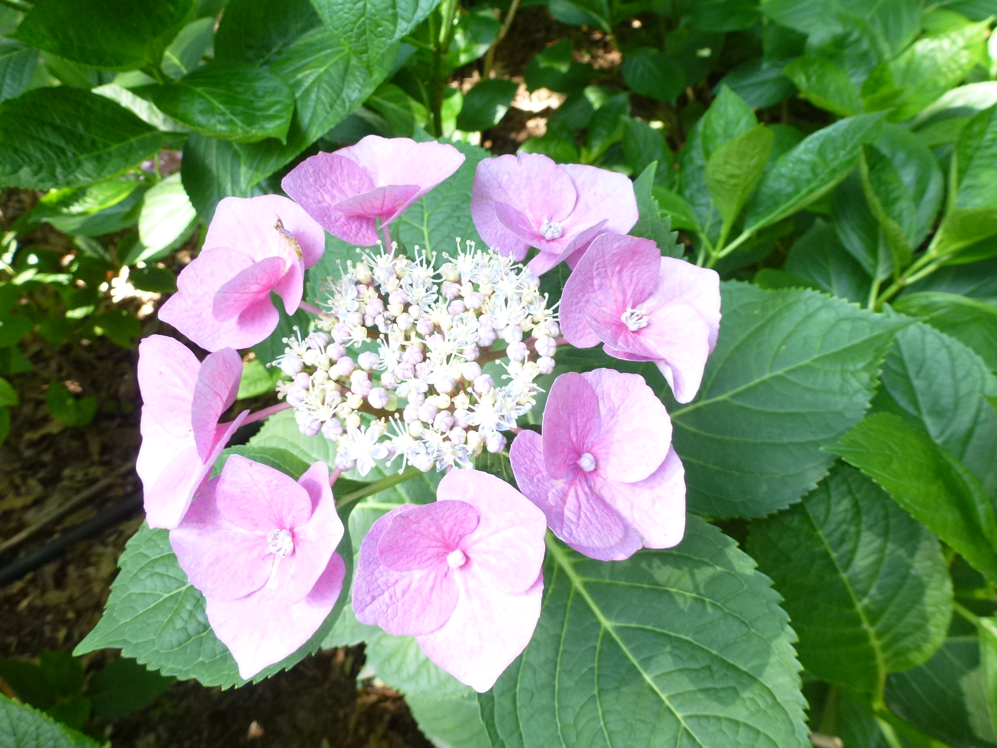 P1110343.JPG