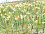 img0003.jpg