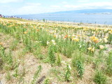 img0005.jpg