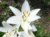 img0015.jpg