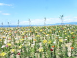 img0028.jpg