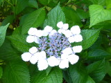 img0052.jpg