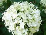 img0056.jpg