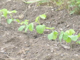 img0014.jpg
