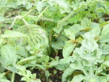img0016.jpg