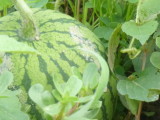img0017.jpg