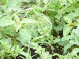 img0018.jpg