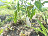img0005.jpg