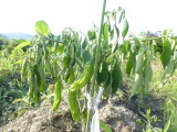 img0006.jpg