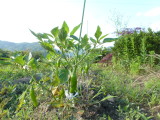 img0008.jpg